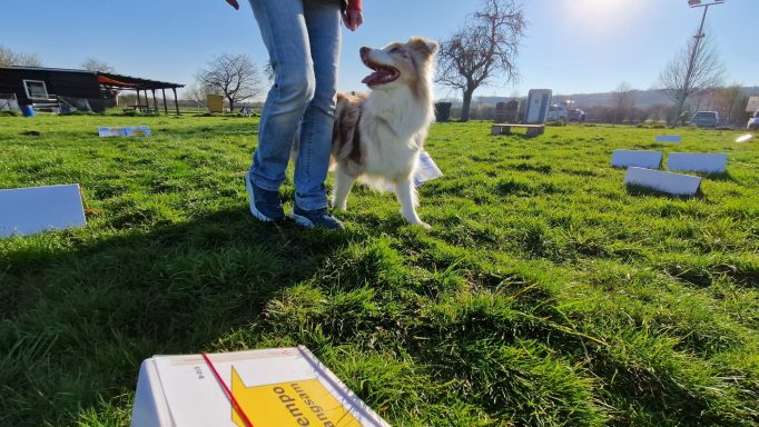 Hund bei Fuß bei Rally Obedience Training in Göttingen