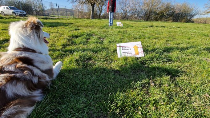 Hund bei Rally Obedience Training in Göttingen