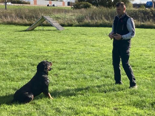 Rottweiler trainiert für Begleithundprüfung in Göttingen
