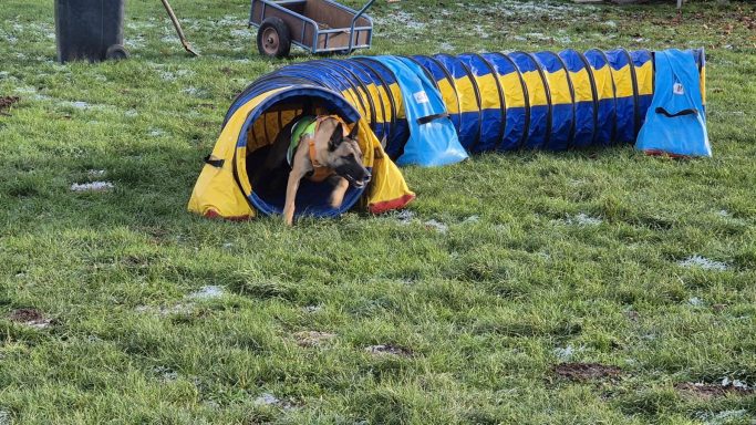 Agility Tunneltraining mit Hund in Göttingen 