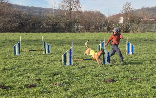 Agility Hindernistraining mit Hund in Göttingen 