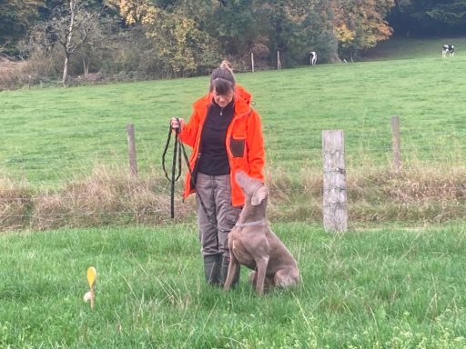 Fährtentraining mit Hund im Raum Göttingen beim Gebrauchshundesport Training